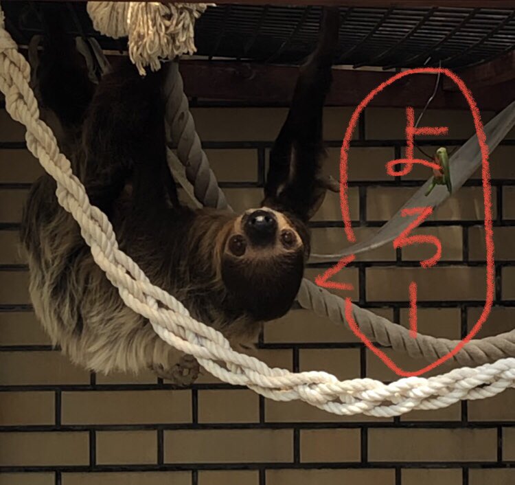 ナマケモノ研究所(The sloth research center)🦥 (@sametyphoon