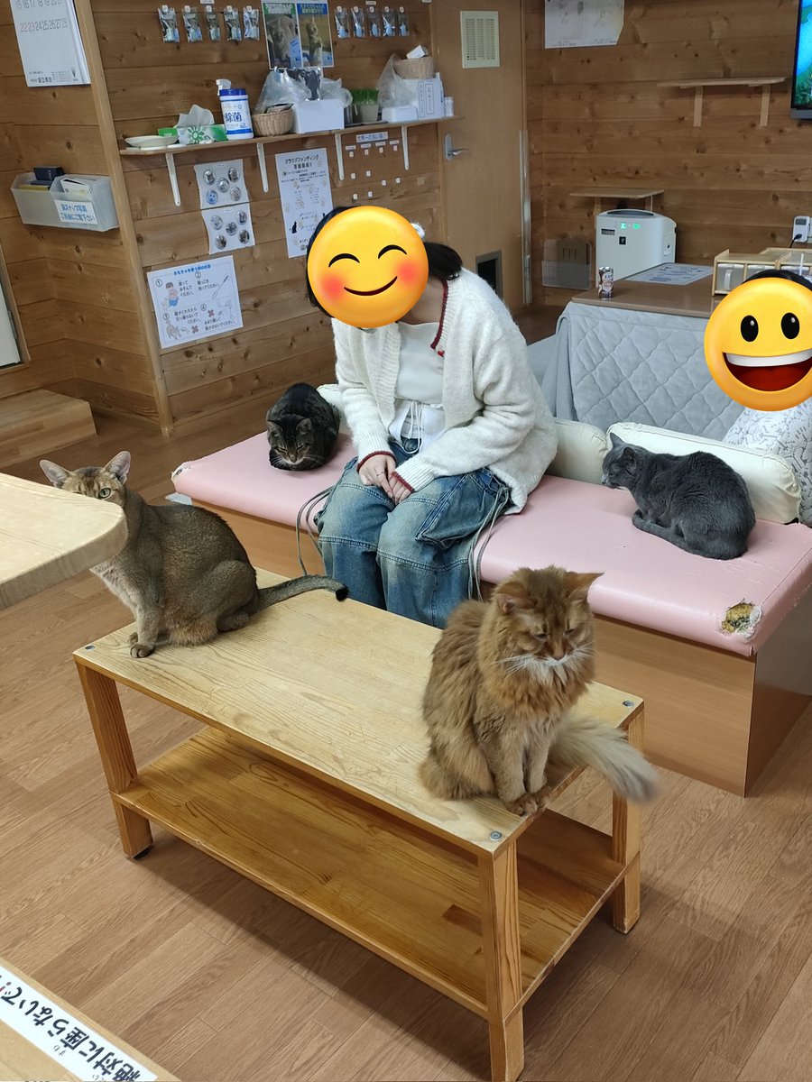囲まれてました😺 #新潟 #猫 #猫カフェ