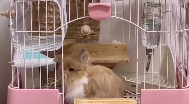 毒チワワ様取り置き 毒チワワ様取り置き 毒チワワ様取り置き 毒チワワ