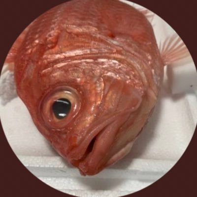 ナルトビエイ 全身骨格