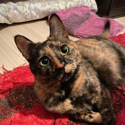 ♡ねこさん ♡ ねこさん⚡(ΦωΦ) (@catnap707) / Posts / X