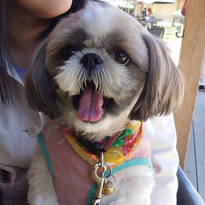 かんちゃん🐶🐶 (@kanchanx2) / Posts / X