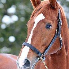 オルフェーヴル@馬ウマ (@orfe0617) / Posts / X