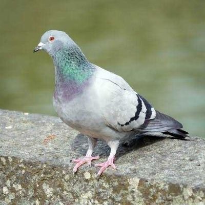 ハトポッポ (@hatopopo1911) / Posts / X