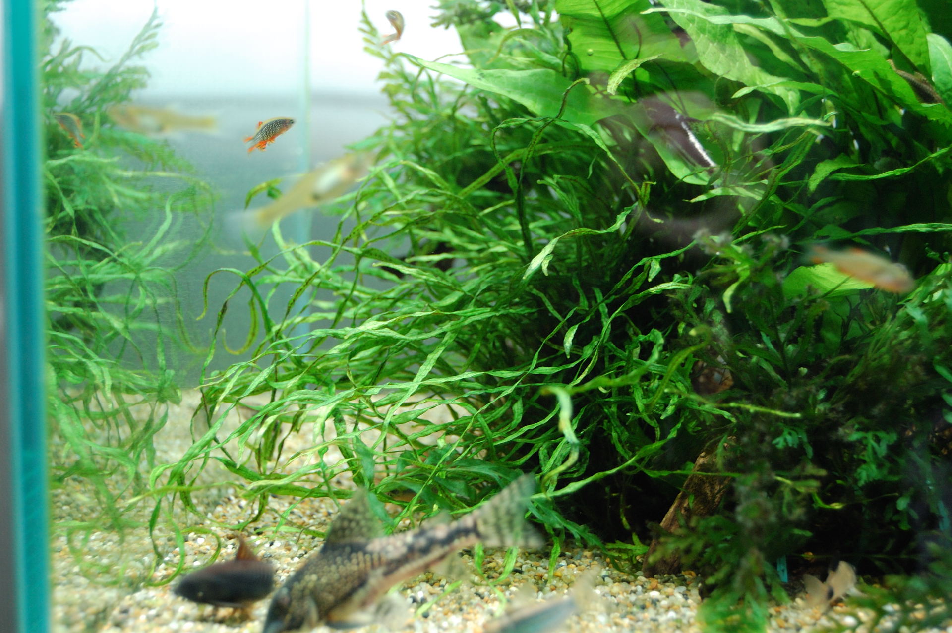 ミクロソリウムsp本ナロー : 魚と水草とやもり達