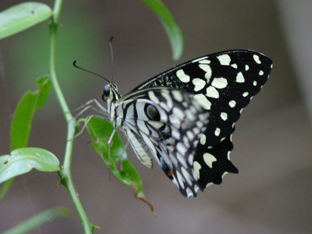 マダガスカルオナシアゲハ（1オス、マダガスカル産） 【公式通販】