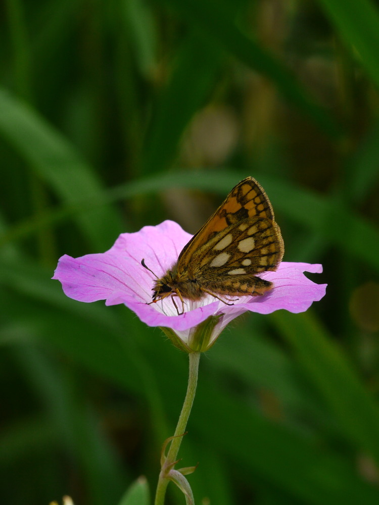 蝶標本 まる出品 カラフトタカネキマダラセセリとジョウザンシジミ 蝶