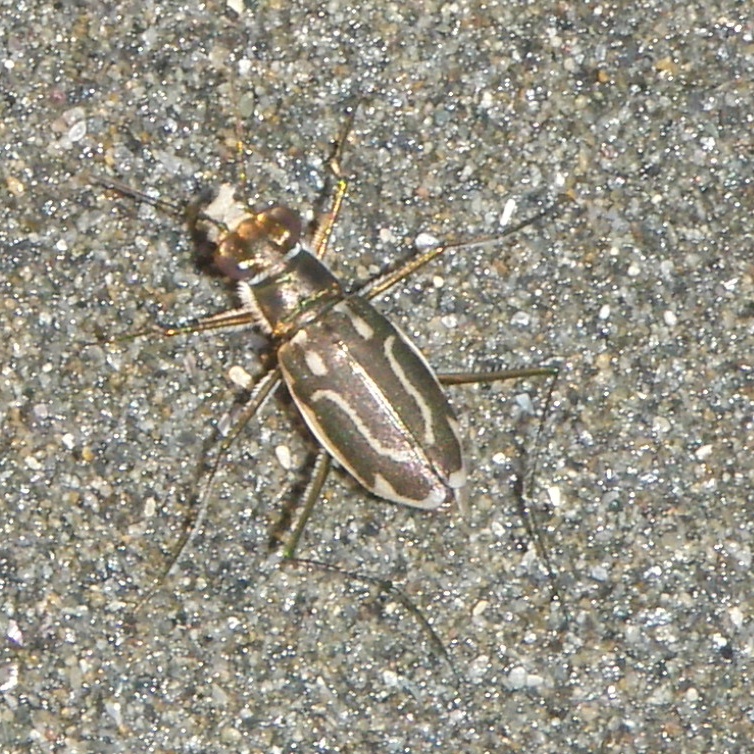 イカリモンとハラビロ、砂浜のハンミョウ : beachmollusc ひむかのハマグリ