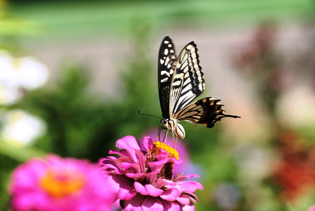 花と蝶 花と蝶 花と蝶 花と蝶 カード検索 ｜ Z/X - Zillions of enemy