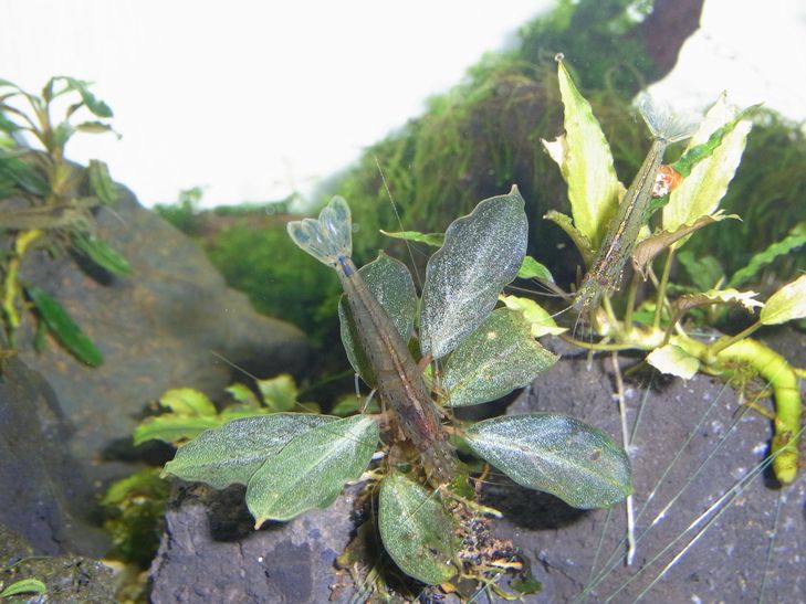 TB便Bucephalandra ブセファランドラ sp. パールグレー Bucephalandra