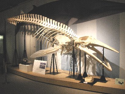 骨格標本ヒゲクジラミンククジラ椎骨特大