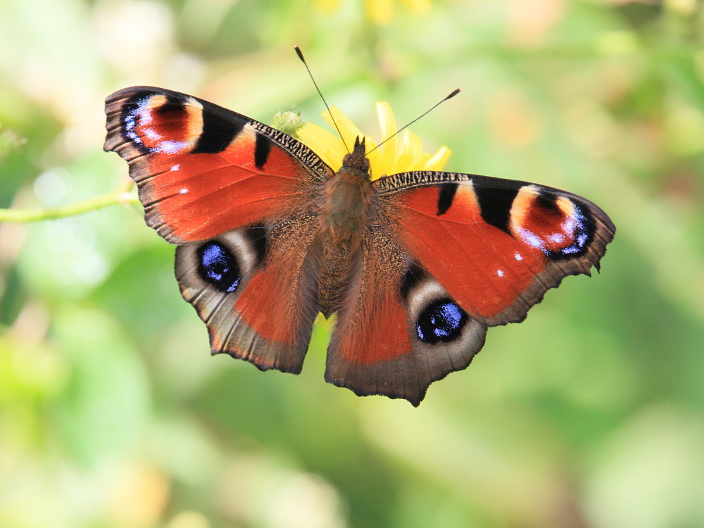 オオイチモンジ（1ペア ロシア極東産） オオイチモンジ（1ペア ロシア