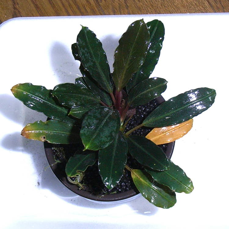 ブセファランドラ sp.“Dark gray” TB便 ブセファランドラ sp.“Dark