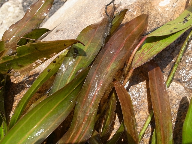 AZ0112-9】赤ウルグ羊 : ホシクサとクリプトコリネとカレーライスなお話