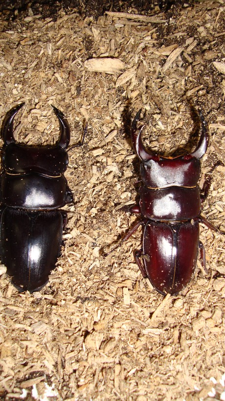 長崎県 対馬産 オオクワガタ メス 野外品 座標付き 長崎県 対馬産