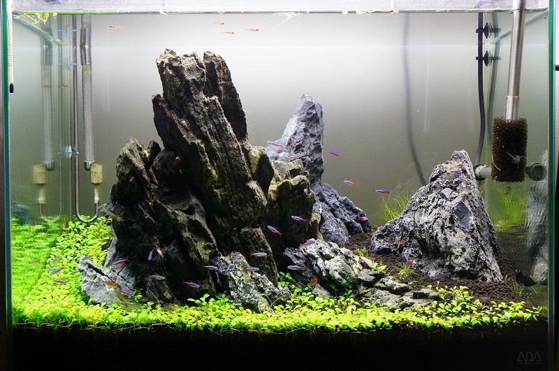 早い者勝ち】ADA流木3本、他流木2本 早い者勝ち】ADA流木