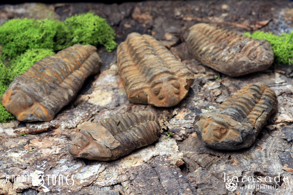 三葉虫化石（モロッコ産） : 石の音