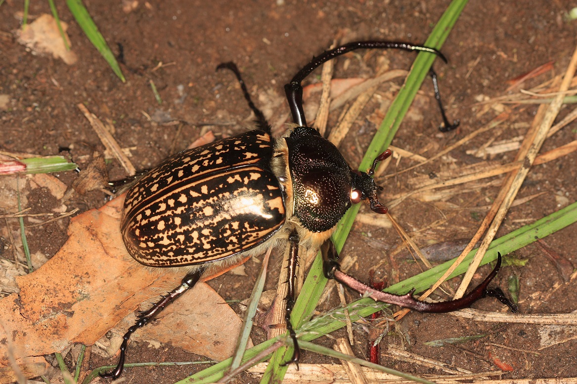 テナガコガネsp. : TRAVEL FOX 蝶にまつわるetc