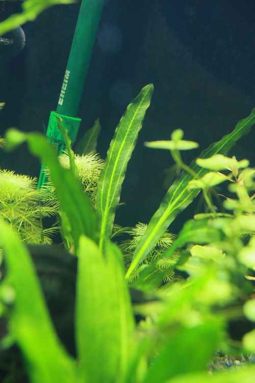 エキノドルスホレマニーグリーンクラシックブロード② エキノドルス