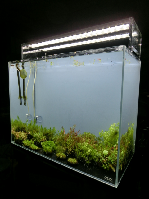 ADA キューブガーデン60 ハイタイプ