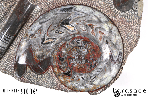 希少‼︎】モロッコ産 アンモナイト オルソセラス 3億7千年前 化石 希少