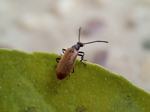 とんでもない甲虫」のできるまで - 断虫亭日乗 【天牛最美麗種】チリ