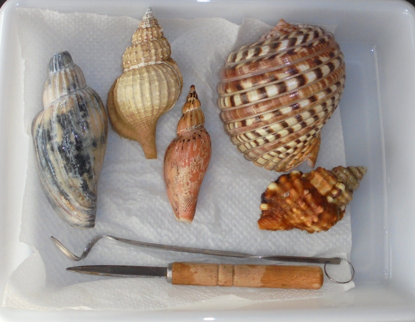 ◇貝標本◇生貝標本◇貝殻◇TOKの島山高巻巻 単品