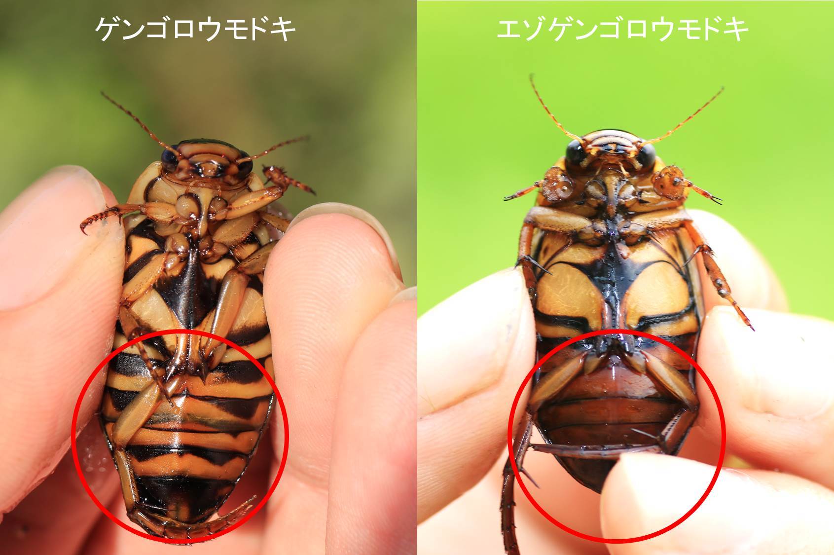 ドイツ産 ゲンゴロウモドキ 31mm ドイツではプロテクトかかってます