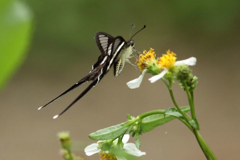 ルリモンアゲハ（1メス、香港産）