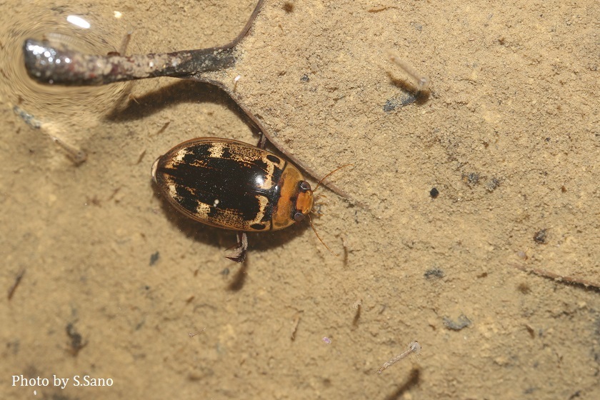 リュウキュウオオイチモンジシマゲンゴロウ : 海を歩くゲンゴロウ