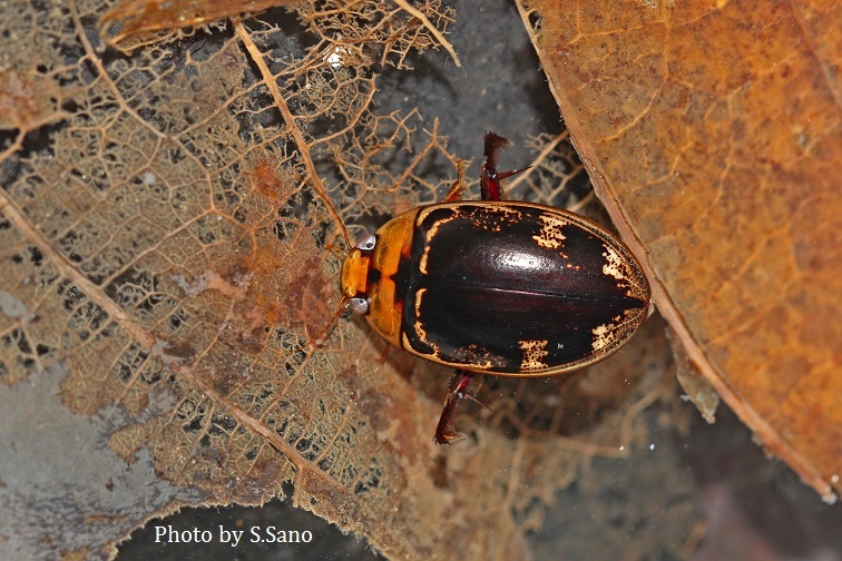 リュウキュウオオイチモンジシマゲンゴロウ : 海を歩くゲンゴロウ