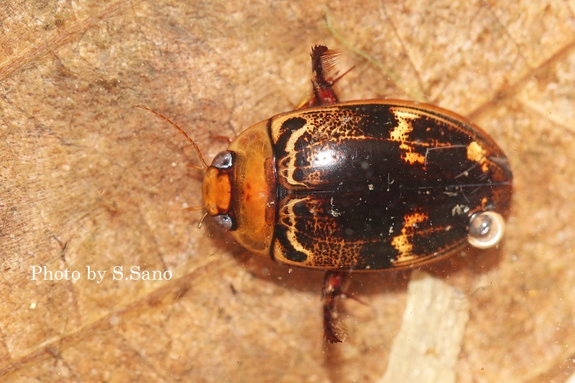 オオイチモンジシマゲンゴロウ（カンボジア産） : 海を歩くゲンゴロウ