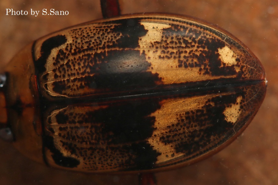 オオイチモンジシマゲンゴロウ（カンボジア産） : 海を歩くゲンゴロウ