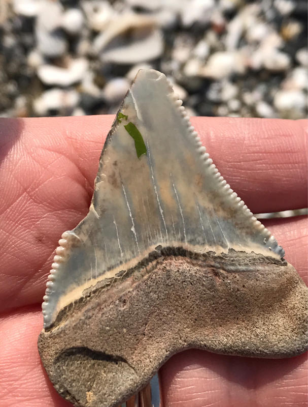 サメの歯 ホホジロザメ [GR228] 化石 希少 レア サメの歯 ホホジロザメ