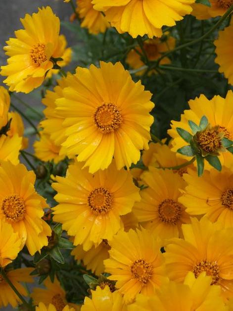 真作】絵画 元村平 油彩 向日葵 静かな詩情漂う一枚 静寂と郷愁 W135