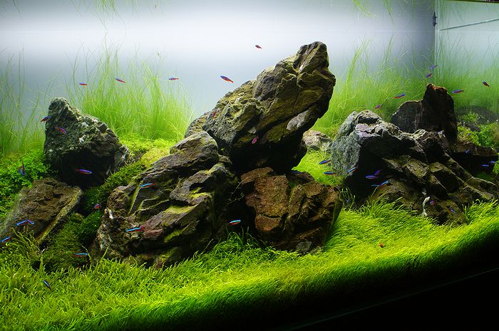 ADA 万天石⑧ アクアデザインアマノ AquaDesignAmano ADA 万天石 ADA