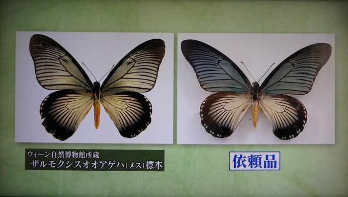 ザルモクシスオオアゲハ／開運！なんでも鑑定団（2019.7.6放送