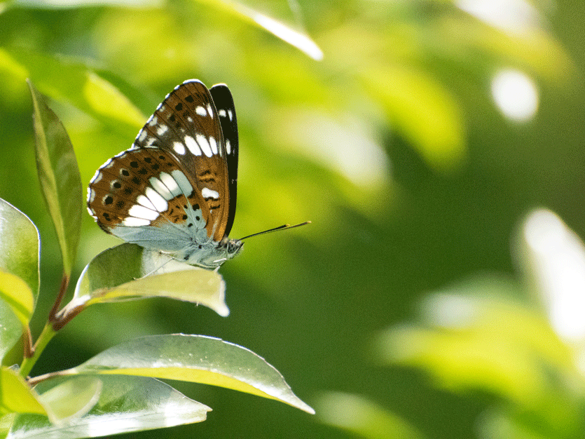 北海道・札幌産 ゴマダラチョウ ペア 【公式通販】