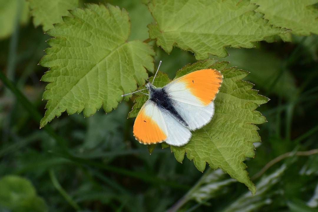 感激のｸﾓﾏﾂﾏｷﾁｮｳ撮り①(2021/05/26)遠征 : 里山便り