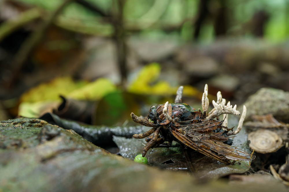珍品！ 冬虫夏草 セミ 昆虫標本 漢方 鉱物 隕石 呪物 根付 出土 人体
