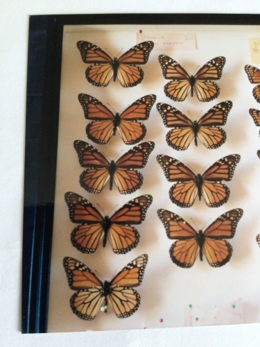 オオカバマダラ」 「カバマダラ」 : 蝶・チョウ・ゆっくり歩き・・・「千蟲