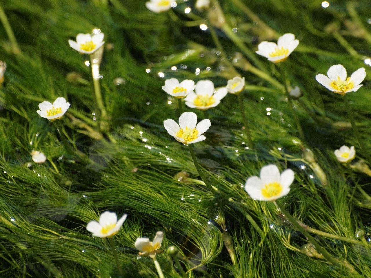 油彩/梅花藻のある川 油彩/梅花藻のある川 【公式通販】