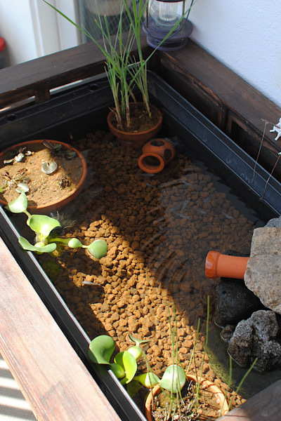 トロ舟ビオトープの水かえ ｜ それと現在のメダカ水槽も : クラシノート