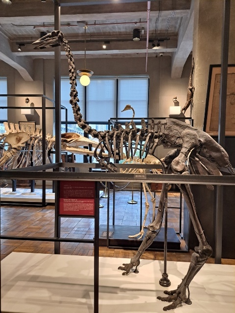 エピオルニスの卵殻（Aepyornis）｜化石販売・鉱物販売の東京