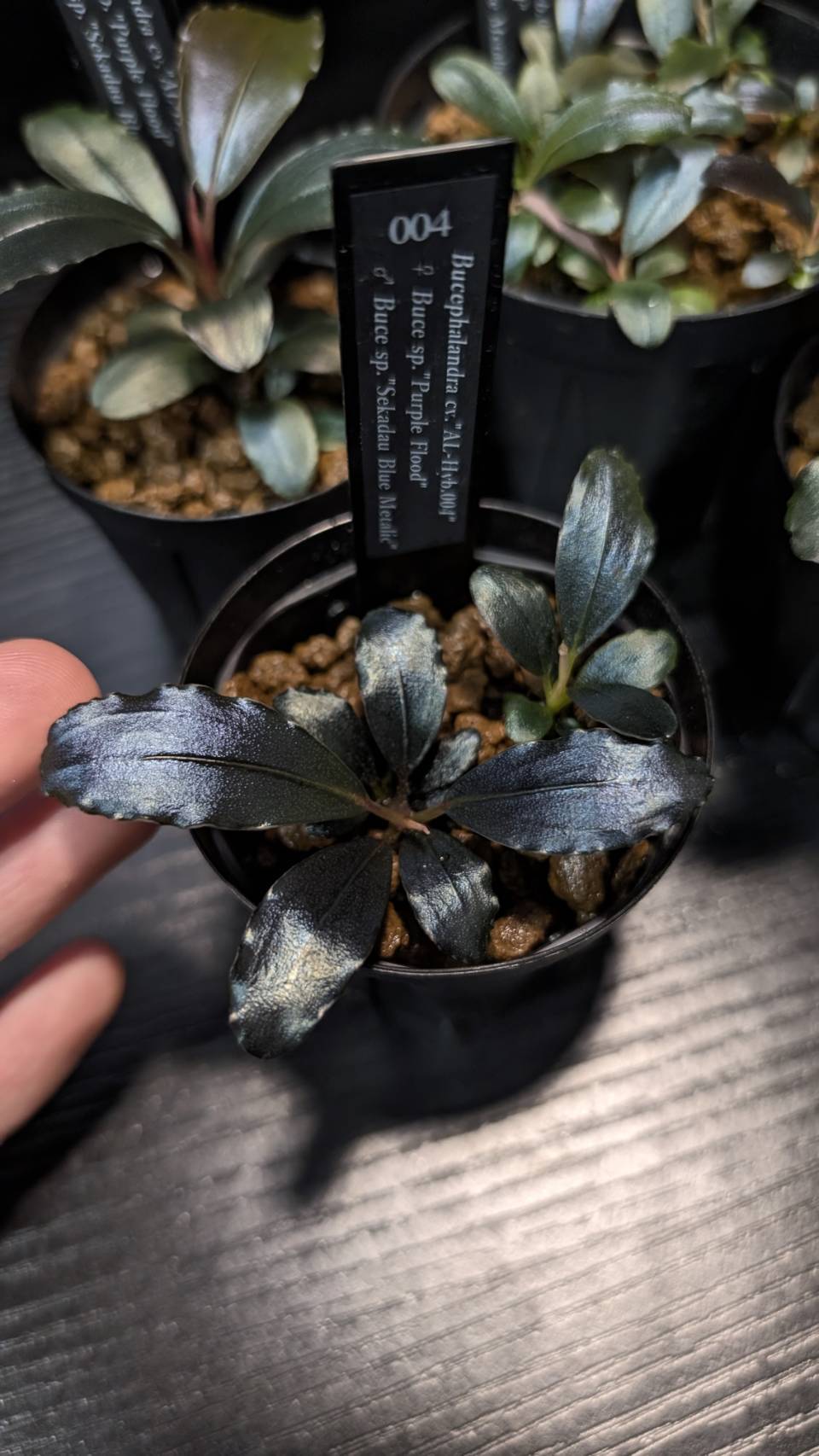 実生ブセ】Bucephalandra cv.