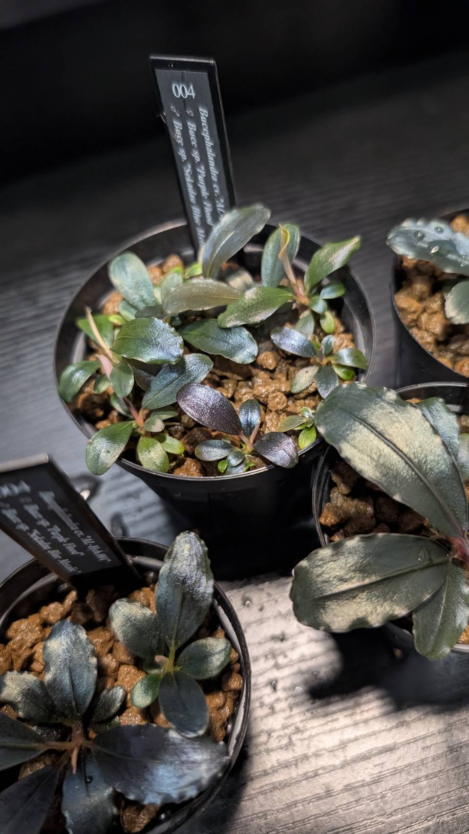 AL2305-Hyb.004】 #01 : ブセと私と水草と