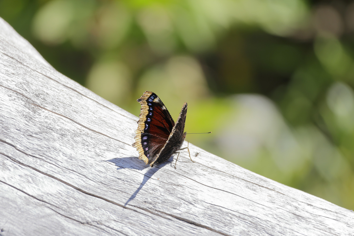 2025年産キベリタテハ11頭など 2025年産キベリタテハ11頭など