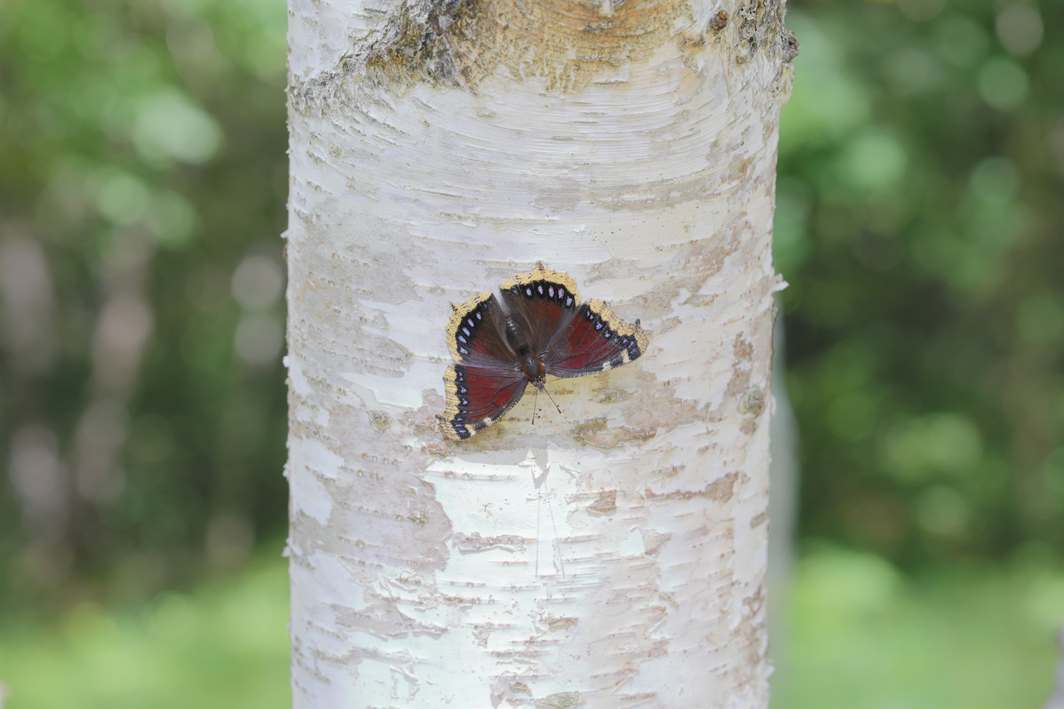 2025年産キベリタテハ11頭など 2025年産キベリタテハ11頭など