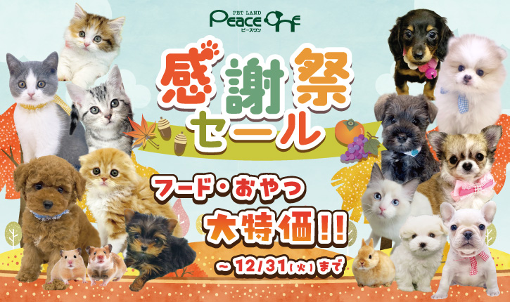 🎊ピースワン感謝祭セール開催中！🎊 - 【大阪・兵庫のペットショップ