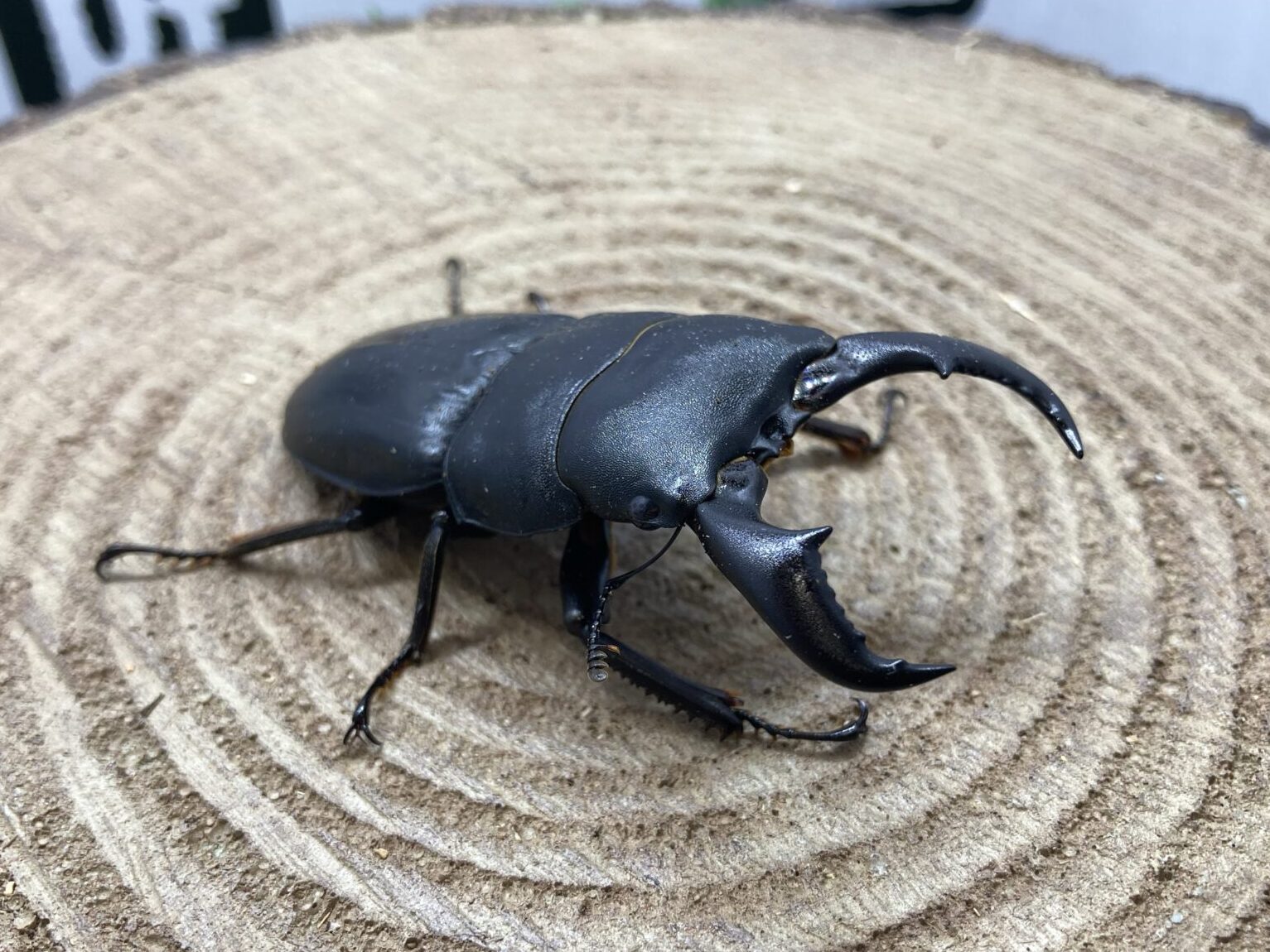 成虫】アマミヒラタクワガタ | ペットフォレスト